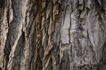 Close up of a tree. Brown tree bark, bark texture, nature, natural bark and moss, bio,