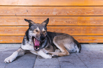 Homeless dog outdoors laying and yawning with a big mouth opened