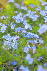 春の庭のみずみずしい植物