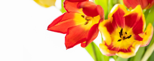 tulpenblüten makro von oben