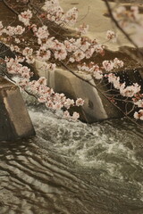 川辺の桜日本の風景