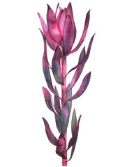 Leucadendron on isolated white background, watercolor illustration, botanical painting, hand drawing. Stock illustration