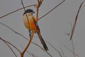 Long Tailed Shrike