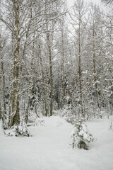 Winter forest covered with snow. Natural landscape, Russia