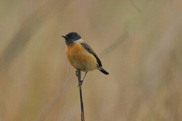 Siberian Stonechat