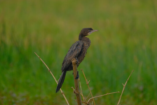 Indian Cormorant