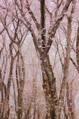 日本の桜　ピンクの空気に染まる