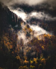 Arbres en forêt contre le ciel en automne