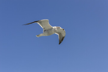 close up view of seagull flying in blue sky