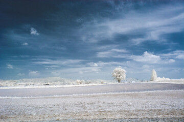 적외선 사진(들녘의 나무)
