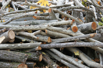 autumn works in the park. plane tree branches on autumn ground