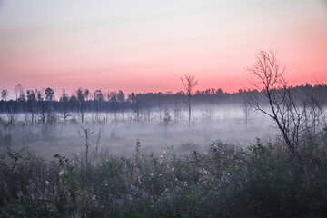 Obraz na płótnie Canvas Eerie foggy morning in a forest glade. Red Dawn