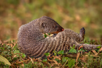 banded mongoose relaxing under the tree in grass and leaves with soft background