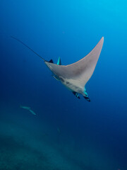 Oceanic manta ray swimming in the blue (Mergui, Myanmar)