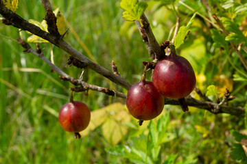  red gooseberries on branches close-up