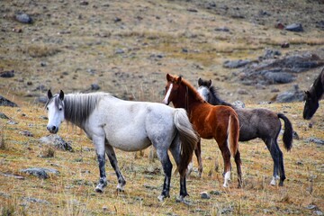 Wild horses mom with foals in the field in autumn Altai mountains, Russia