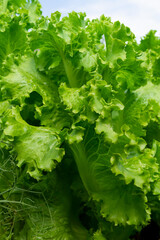  fresh green salad