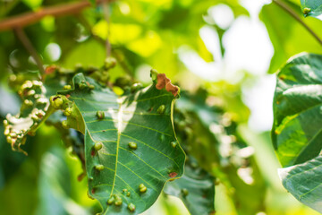 Leaf disease