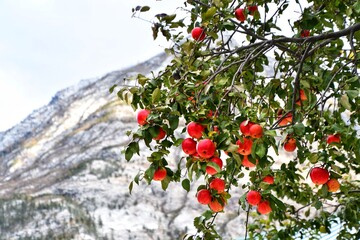 Red apples on the tree under the snow in Altay mountains, Russia
