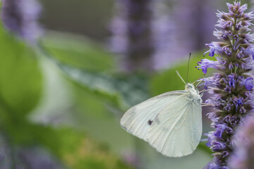 White Cabbage Moth on lavendar Hyssopus officinalis flower