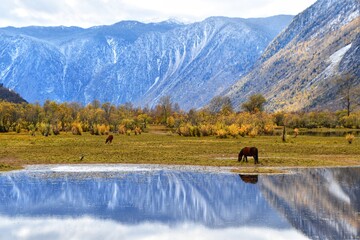 Hourse near the Teletskoye lake in Altai mountaints in autumn, Russia