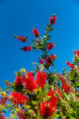 Spanish grown flower Callistemon Little John or dwarf bottlebrush .