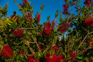 Spanish grown flower Callistemon Little John or dwarf bottlebrush .