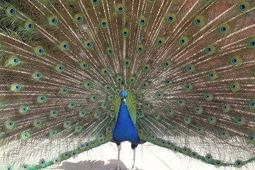 Obraz premium A closeup view of the male Indian peafowl or peacock who is displaying his eye-spotted tail in a courtship ritual.
