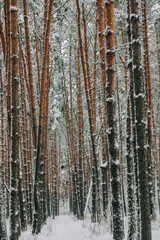 Landscape of a snow-covered pine forest in a snowfall