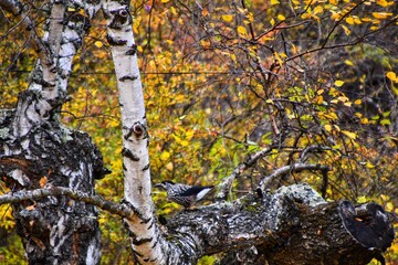 A bird on the birch tree in Altay mountains forest, Russia