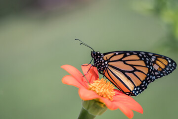 Monarch Butterfly, Danaus plexippuson, on orange Tithonia Mexican Sunflower with soft green background