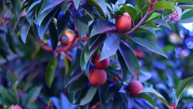 Close up view of Chiku plant with leaves and fruit,Chiku,Manilkara zapota, selective focus with hd footage