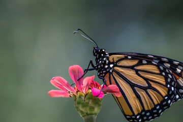Monarch Butterfly, Danaus plexippuson, on pink zinnia flower with soft green background