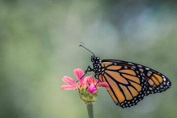 Monarch Butterfly, Danaus plexippuson, on pink zinnia flower with soft green background