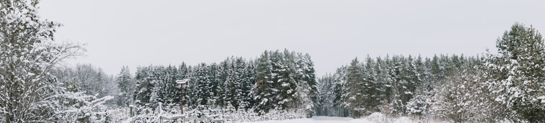 Landscape of a snow-covered pine forest in a snowfall