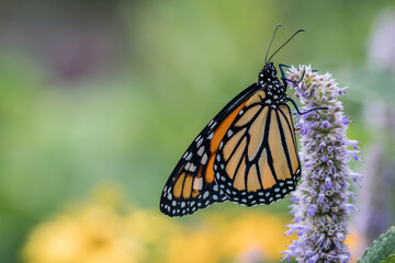 Monarch Butterfly, Danaus plexippuson, on lavendar Hyssopus officinalis flower