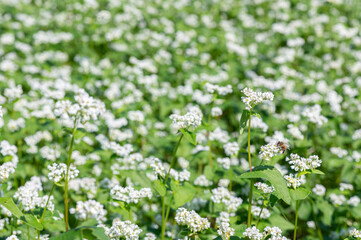 ソバの花、ソバの花畑