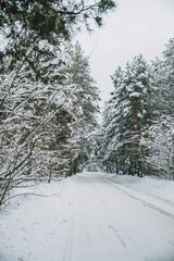 Landscape of a snow-covered pine forest in a snowfall