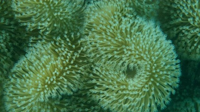Details of the soft coral polips. Extreme close-up of the soft coral polips on the reef. Natural underwater background. Mushroom Leather Coral (Sarcophyton coral)