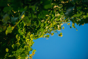 fresh green linden leaves on a blue sky background. Selective focus macro shot with shallow DOF with copyspace