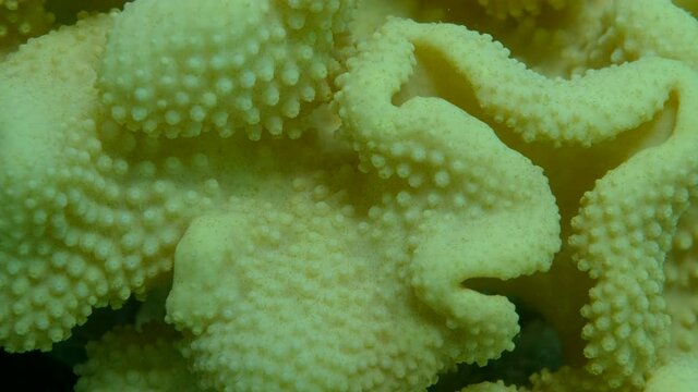 Details of the soft coral polips. Extreme close-up of the soft coral polips on the reef. Natural underwater background. Mushroom Leather Coral (Sarcophyton coral)