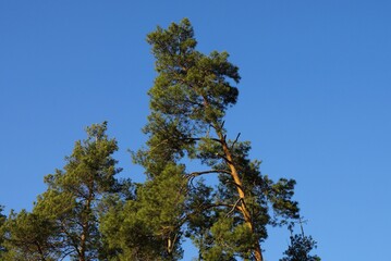  top of a one large green coniferous pine against a blue sky