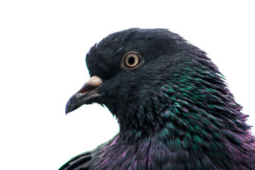 pigeon isolated on white background