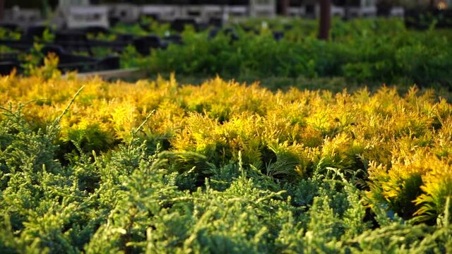 The sun shines through the juniper in the garden center nursery. Slow motion