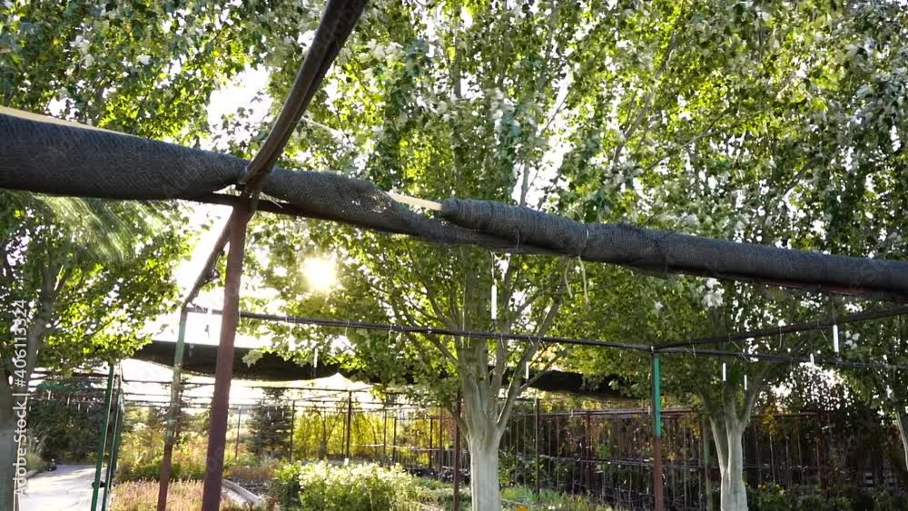 Aufkleber Trees sway in the wind in the garden center nursery. Slow motion
