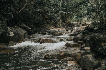 Amazing view of the rain forest stream.Vintage filter and artificial grain effects.