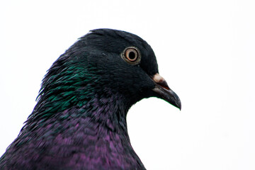 pigeon isolated on black