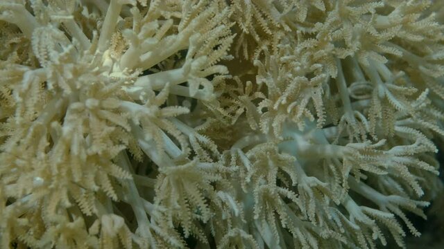 Details of the soft coral polips. Extreme close-up of the soft coral polips on the reef. Natural underwater background. Pom Pom Xenia or Pulse Coral (Xenia umbellata)