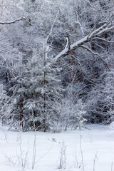 Winter forest with snow-covered trees. New Year and Christmas postcard. Landscape in frosty Siberia