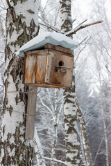 Snow-covered birdhouse on birch tree in winter park